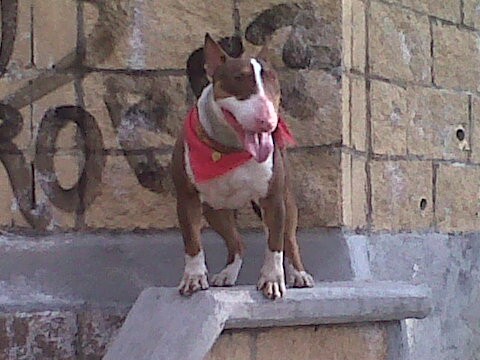 HOLA SOY MAX. BULL TERRIER INGLES.  1 AÑO Y 6 MESES. BUSCO NOVIA.